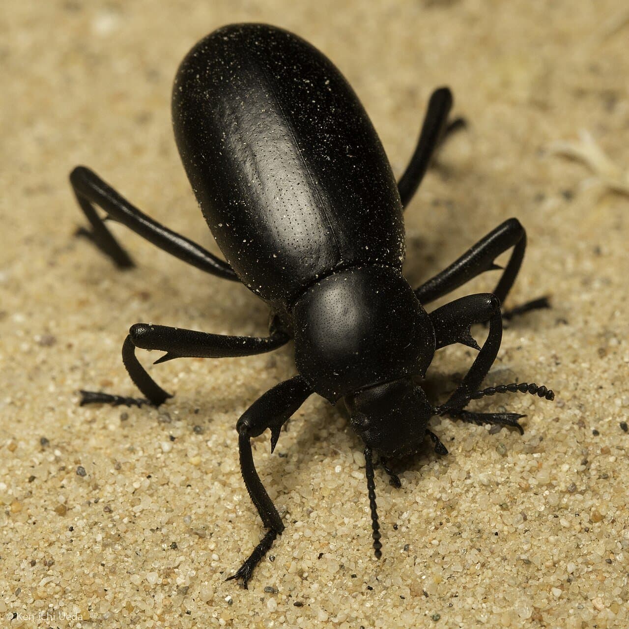A shiny black pinacate beetle on sand.