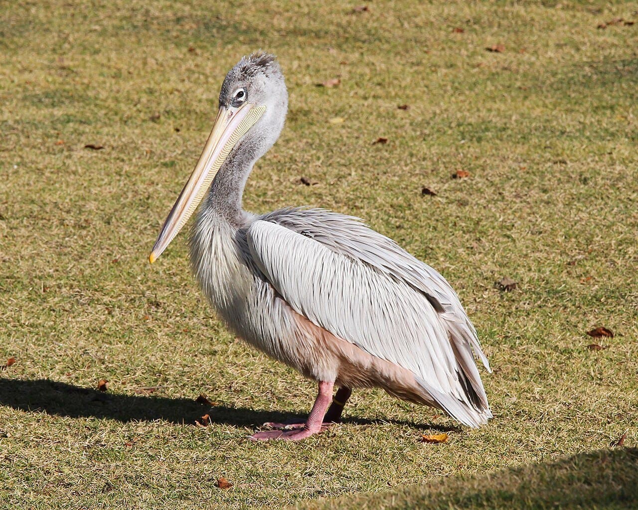 A gray pink-backed pelican standing on grass.