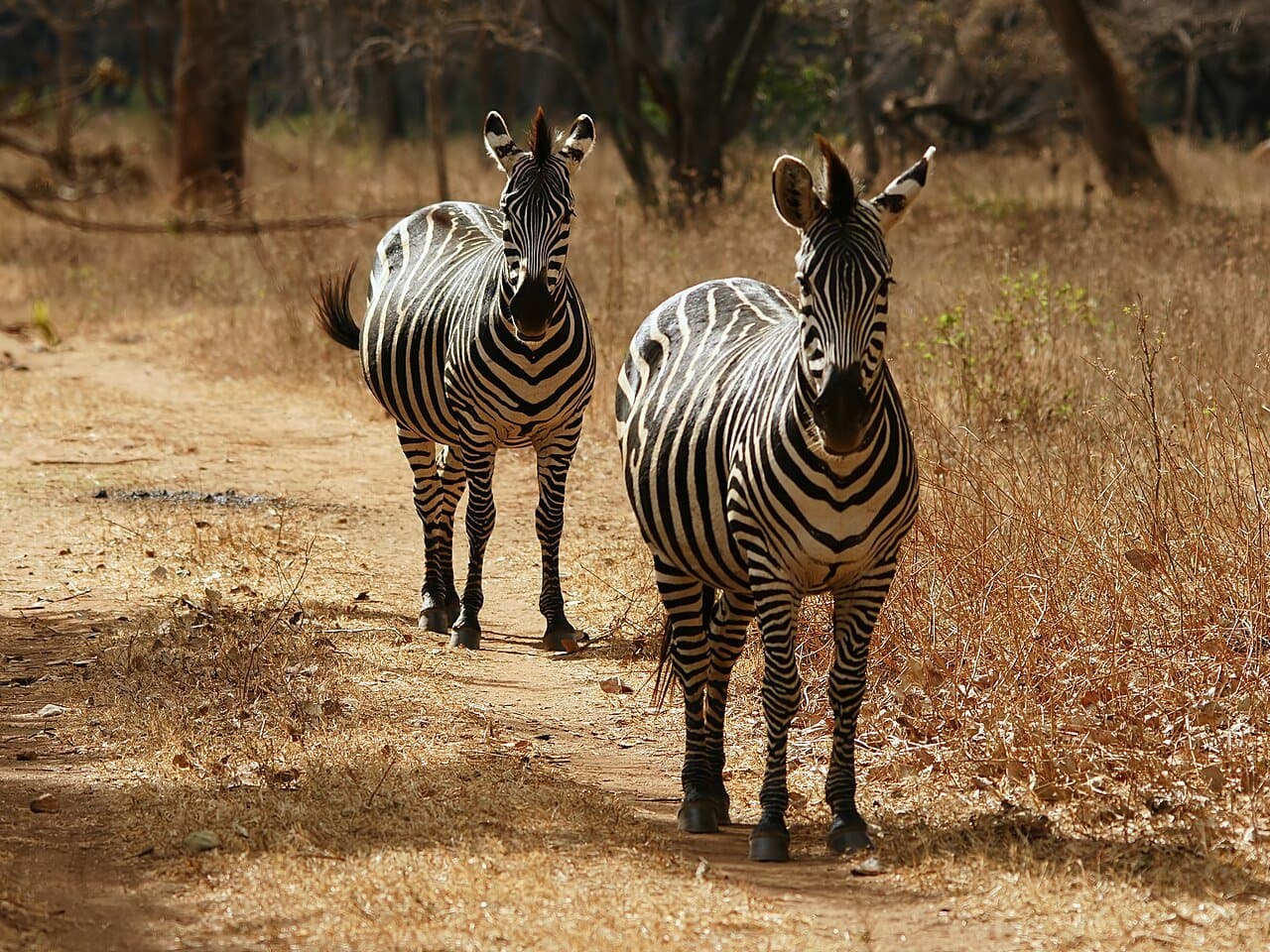 Two Grant's zebras, a kind of plains zebra, standing on a dirt road among dry trees.