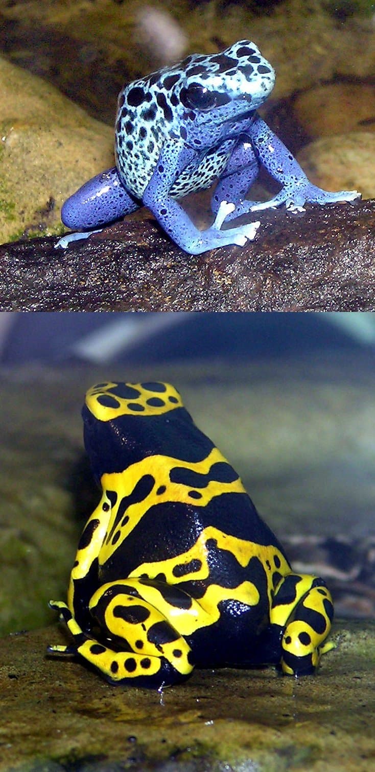 Two poison dart frogs: a blue frog with black spots and a yellow-and-black banded frog.