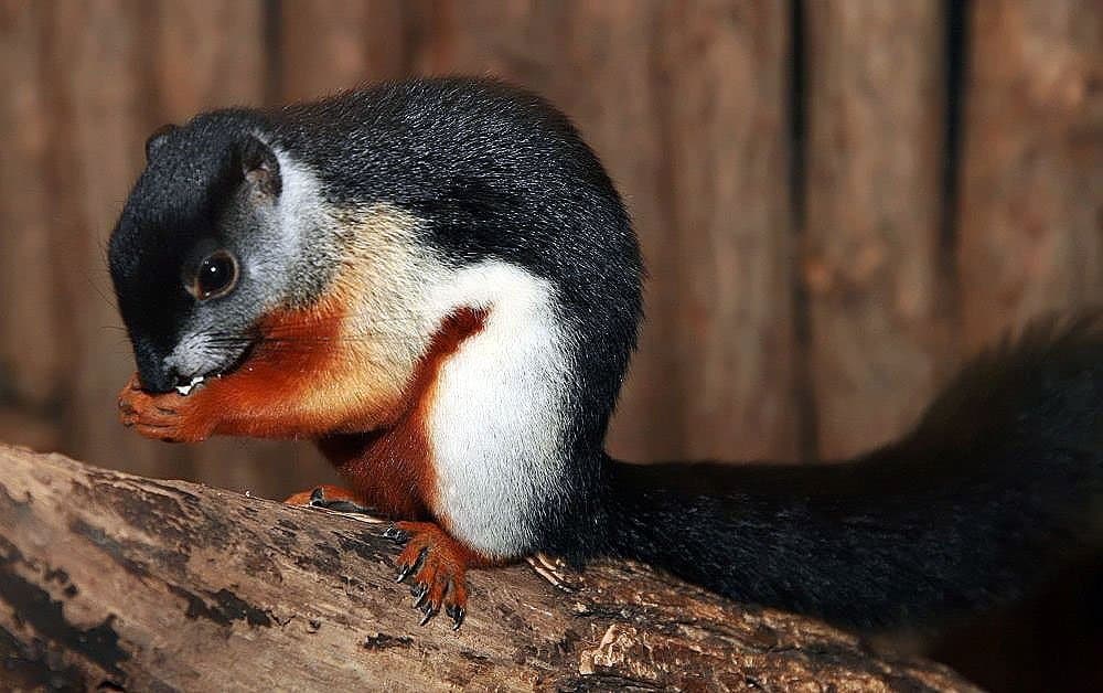 A black, white and red-brown Prevost's squirrel eating on a log.