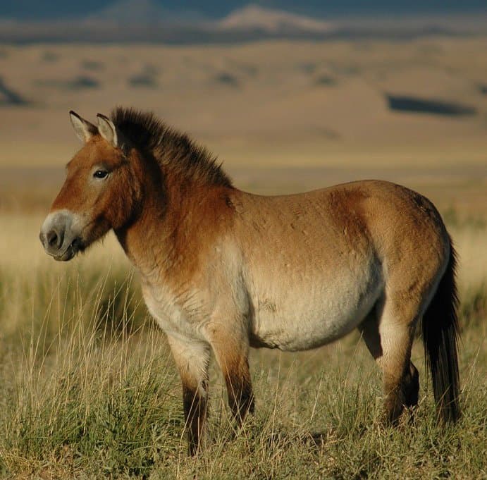 A tan Przewalski's horse with an upright dark mane standing on a grassy steppe.
