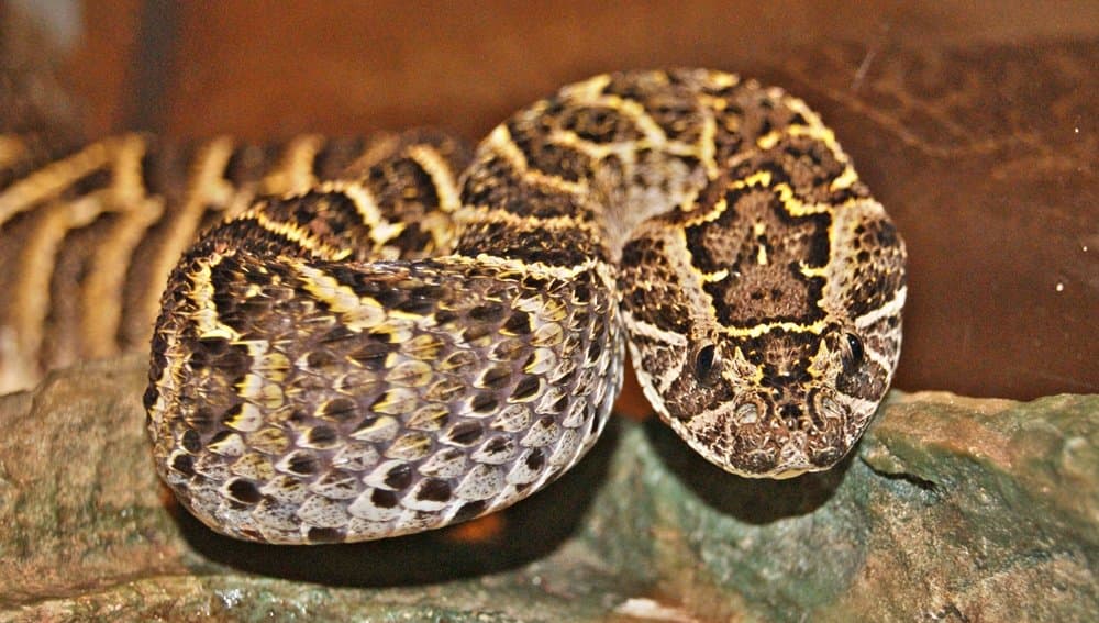 A coiled puff adder with tan and brown chevron markings.