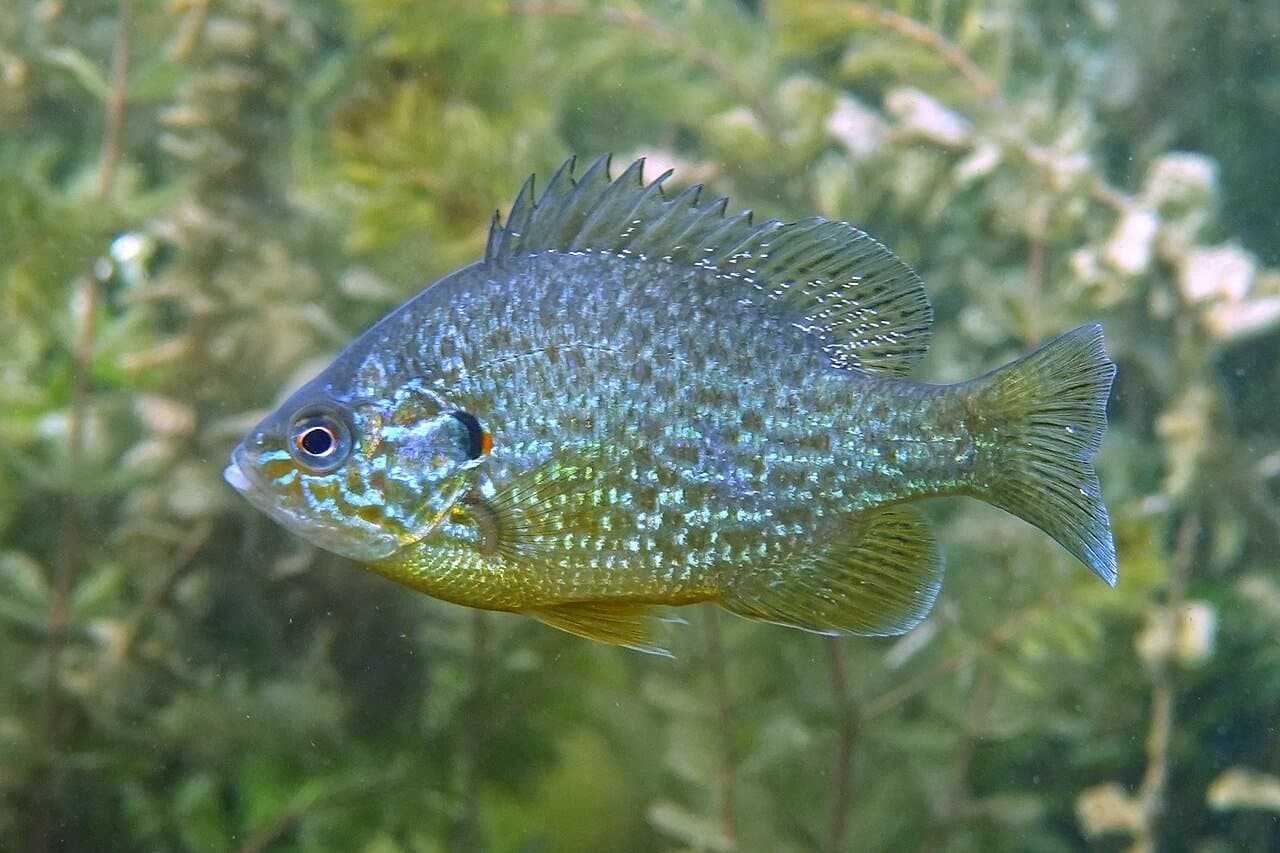 A colorful pumpkinseed sunfish with orange and blue markings.