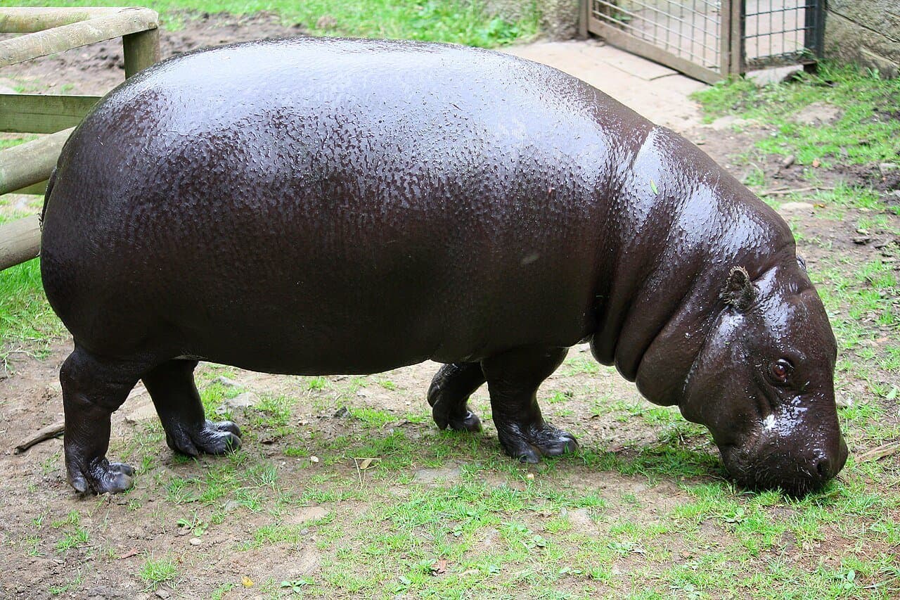 A dark, shiny pygmy hippopotamus grazing on grass.