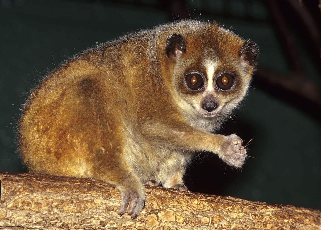 A pygmy slow loris with huge round eyes on a branch.