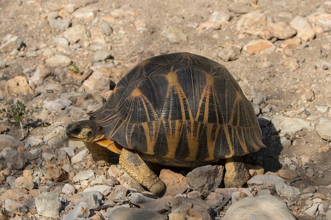 A radiated tortoise with yellow star-like lines on its domed shell walking over rocks.