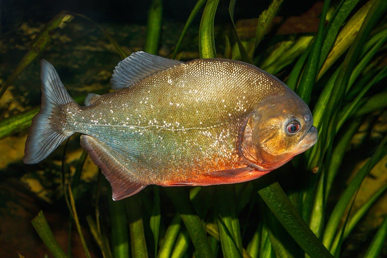 A silver red-bellied piranha with an orange-red belly swimming among plants.