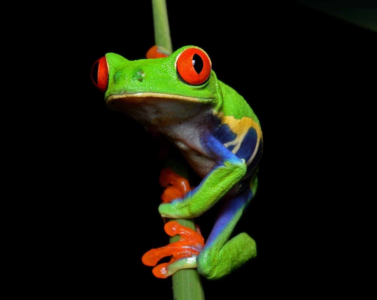 A green red-eyed tree frog with orange feet clinging to a stem.