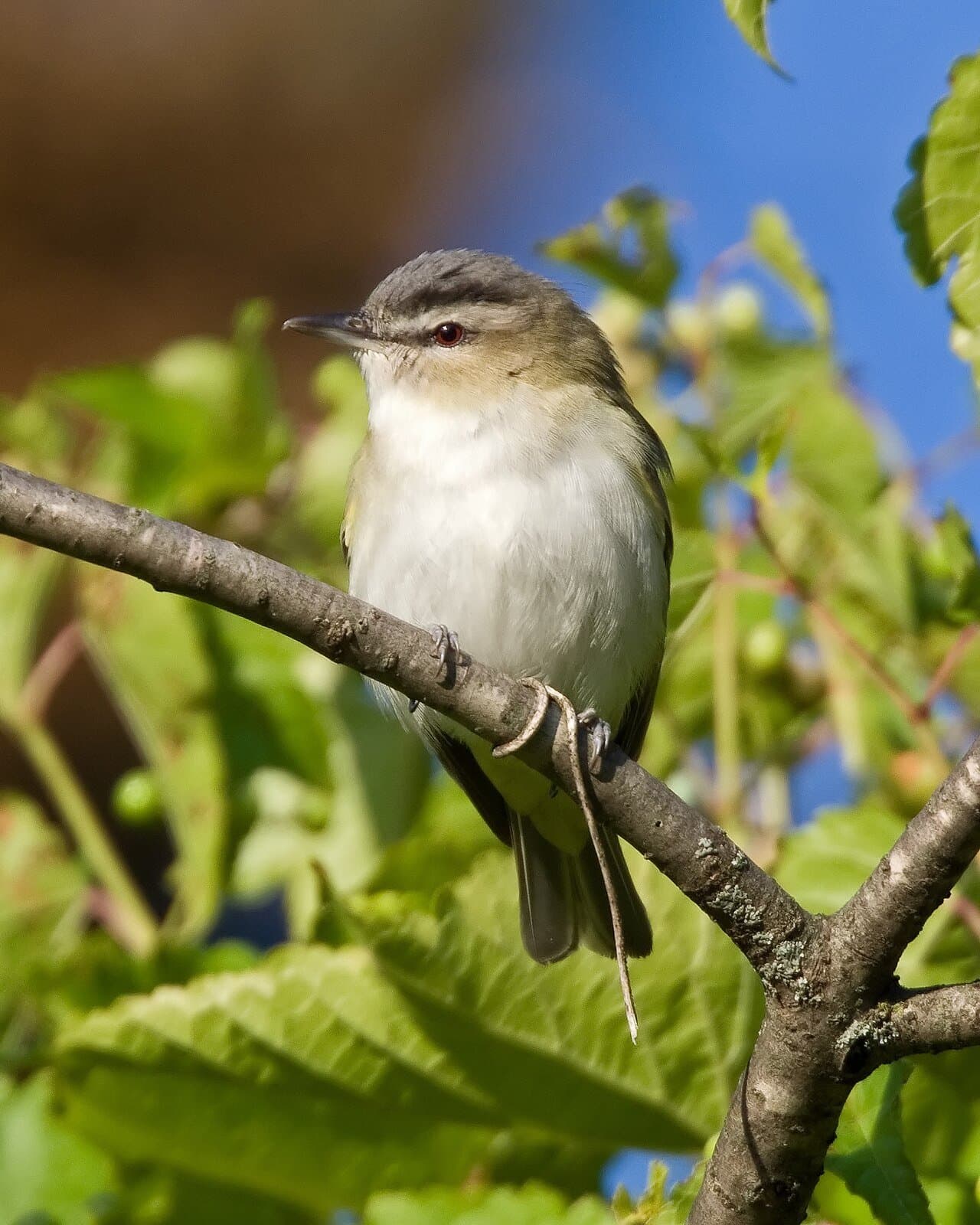 An olive-green red-eyed vireo perched on a branch.