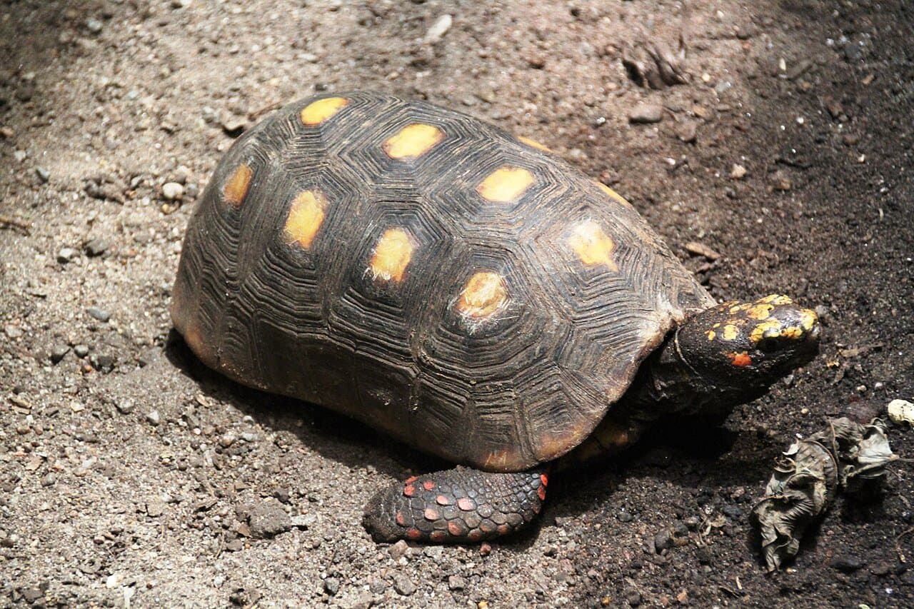 A red-footed tortoise with a dark shell and red spots on its legs.