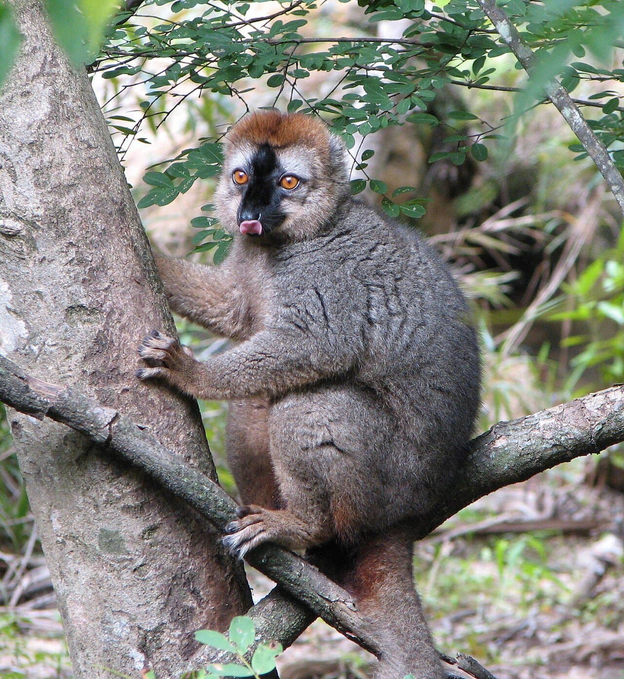 A gray-brown red-fronted brown lemur clinging to a tree.