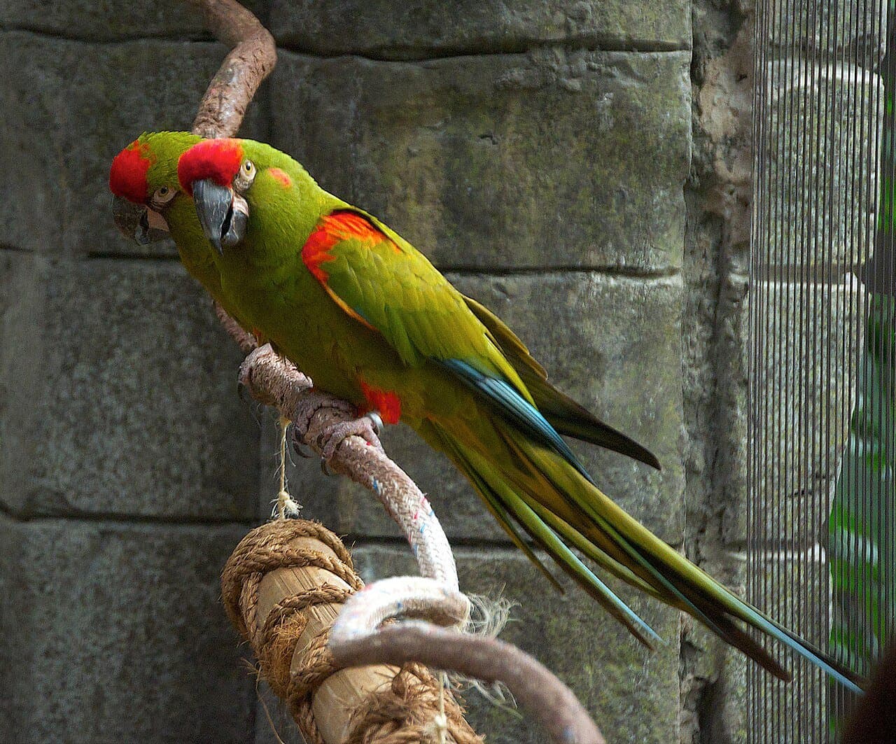 A green red-fronted macaw with a red forehead perched on a rope.