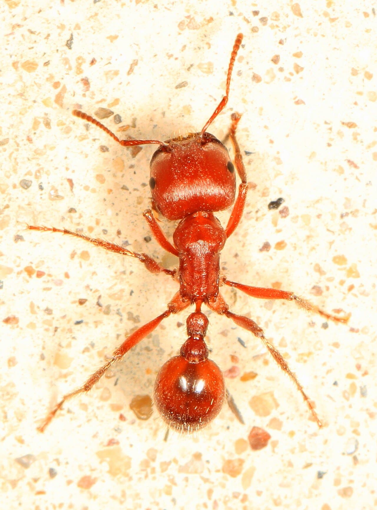 A red harvester ant walking on pale sand.