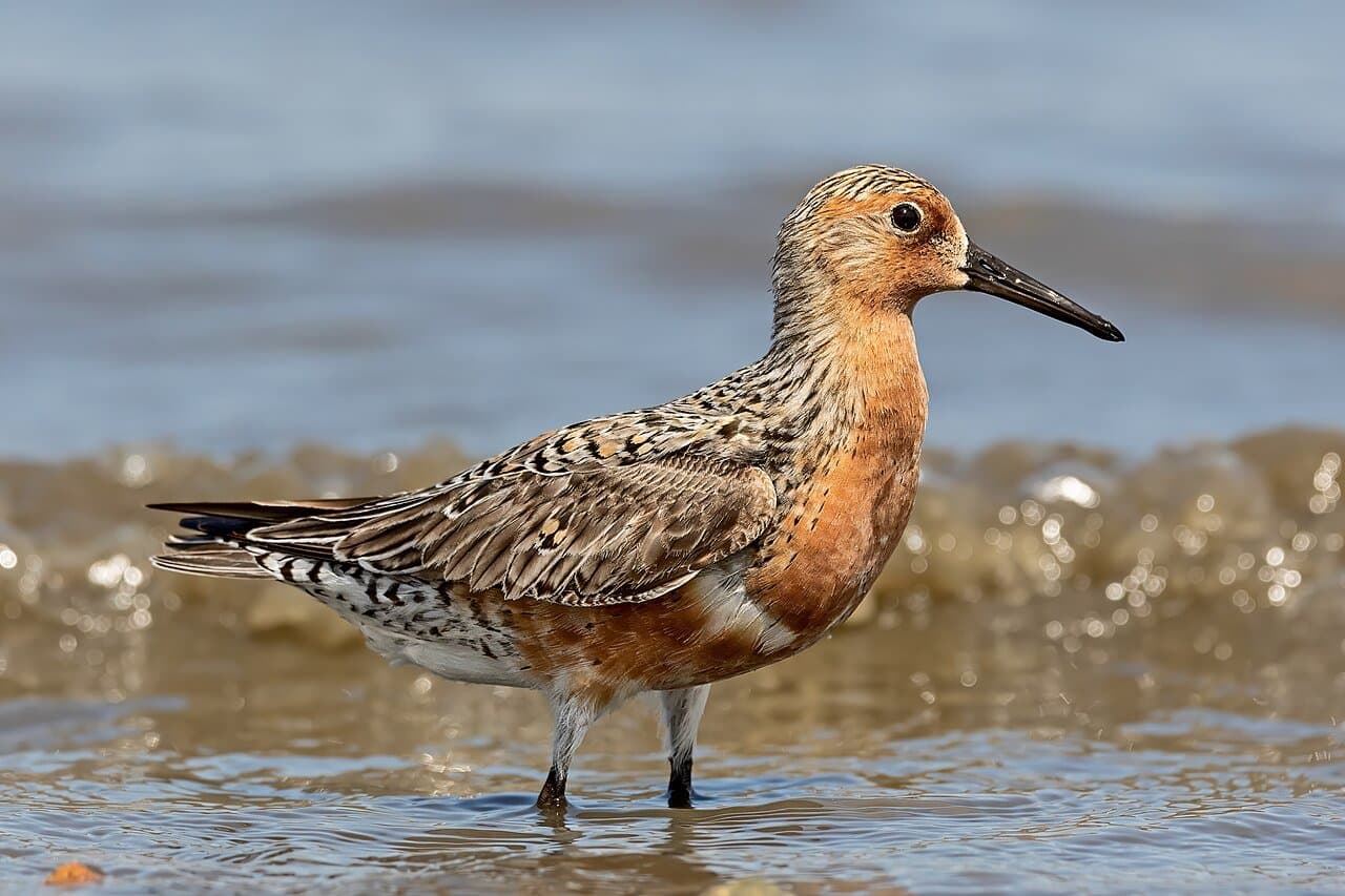 A red knot with a rusty orange chest wading at the water's edge.