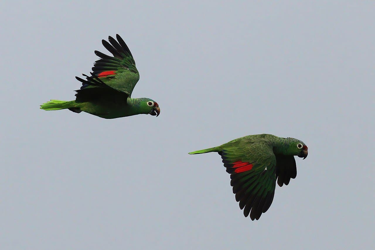 Two green red-lored amazon parrots with red wing patches flying against a gray sky.