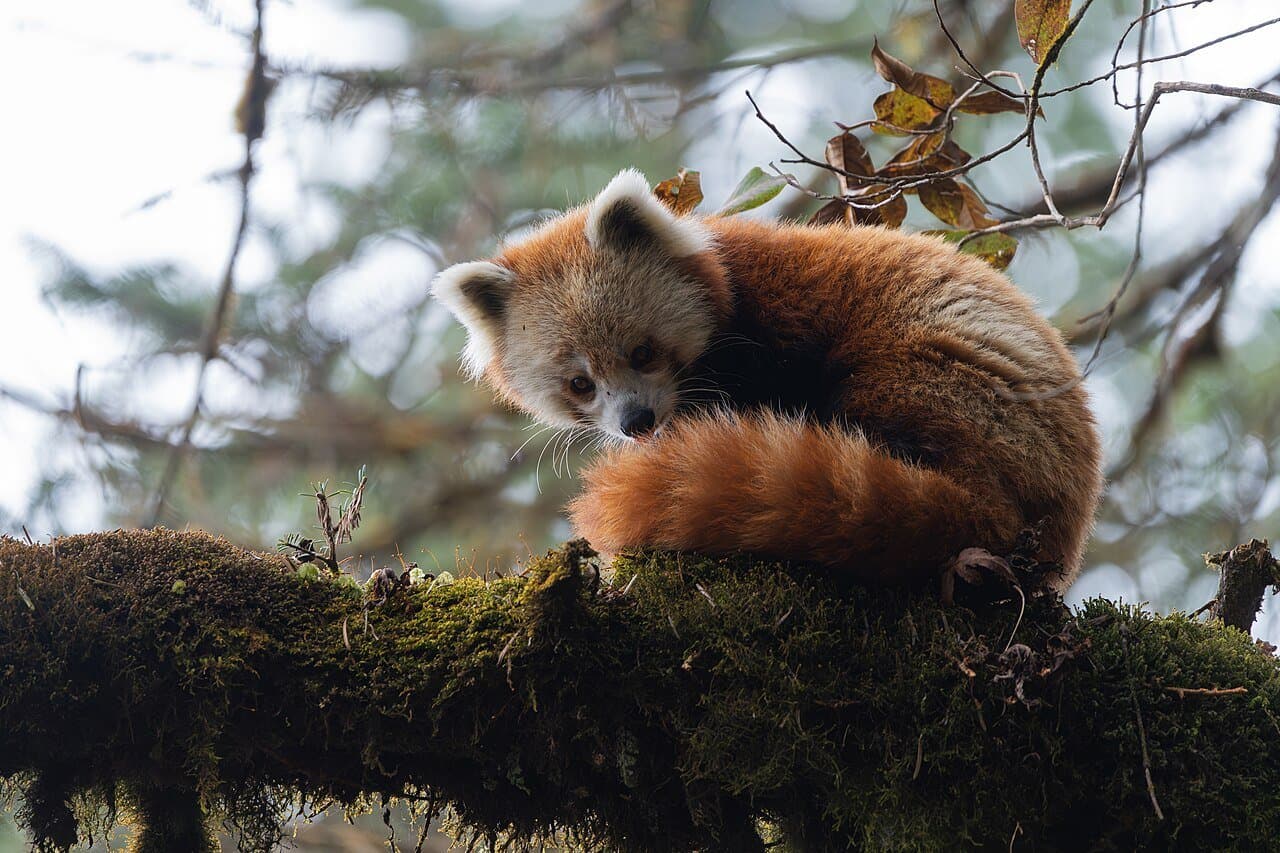 A red panda with reddish fur resting on a mossy branch.