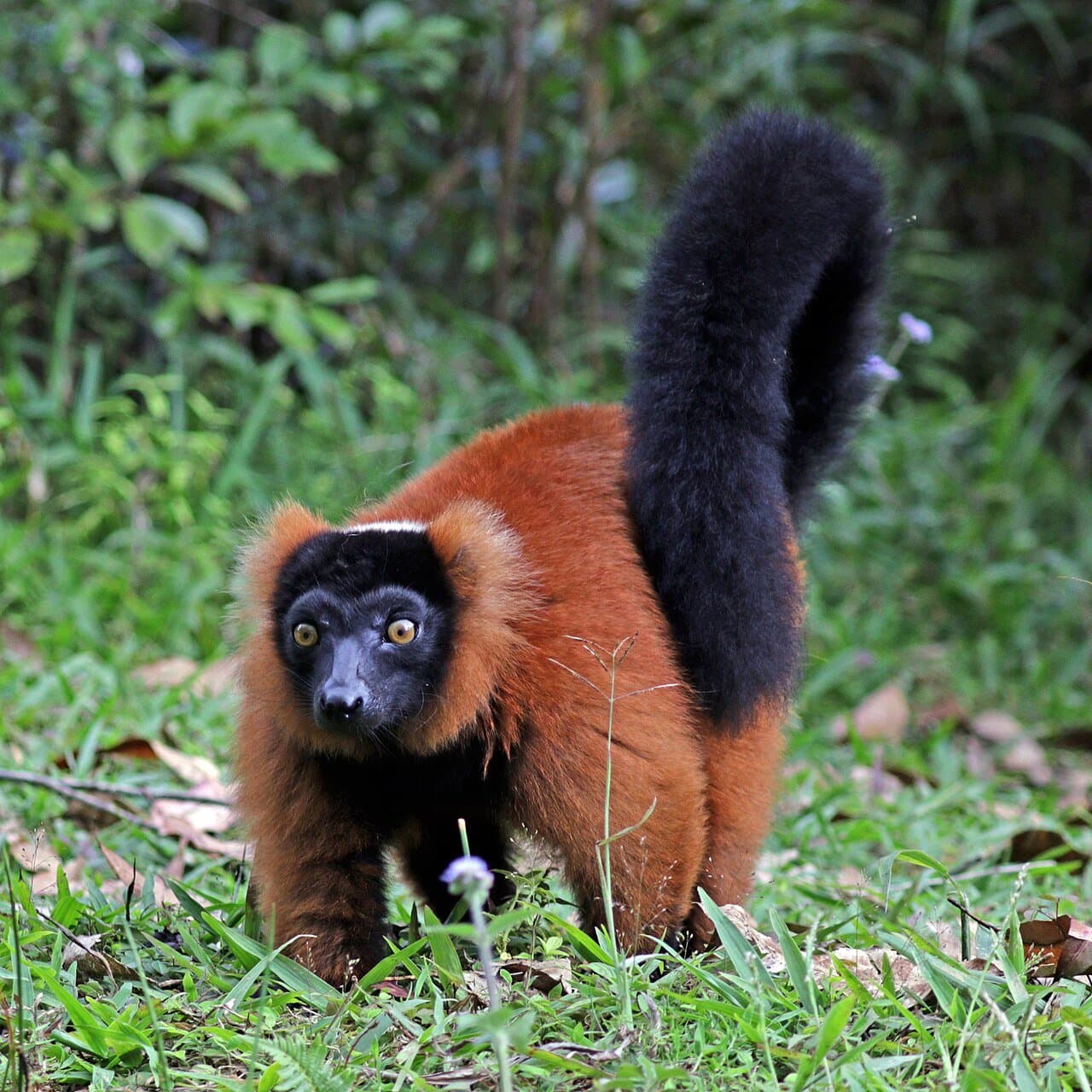 A red ruffed lemur with a black face and tail standing on grass.