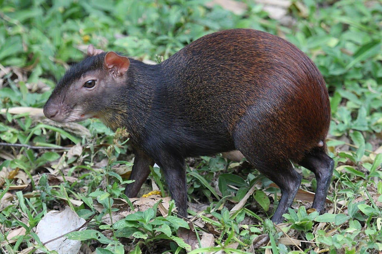A dark red-rumped agouti walking among green plants.