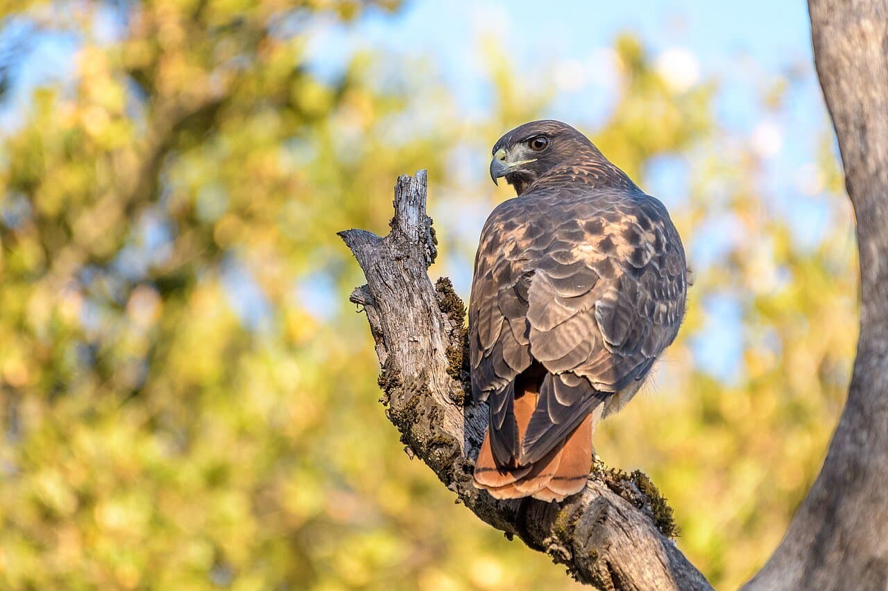 A red-tailed hawk perched on a dead branch.