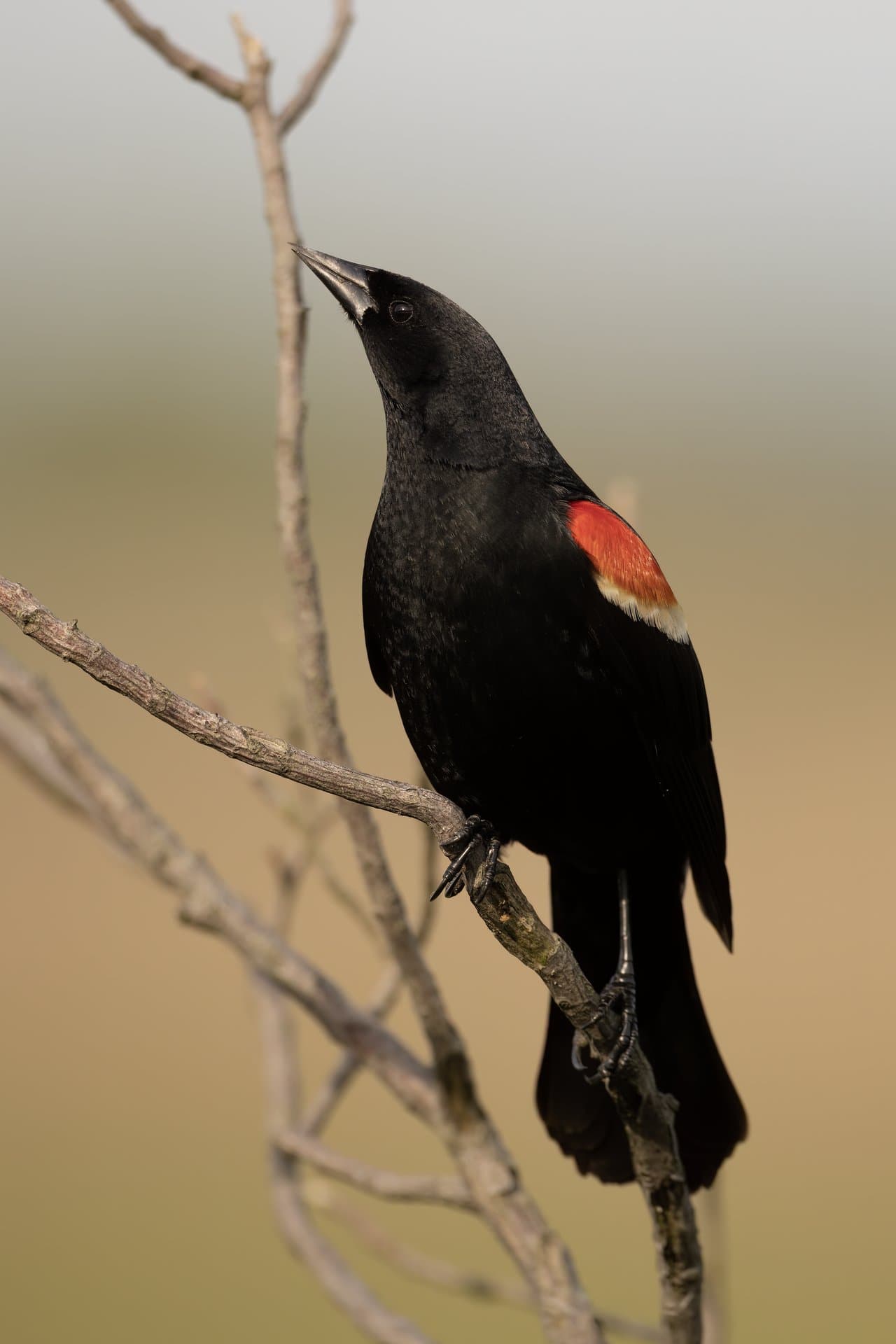 A black male red-winged blackbird with a red shoulder patch on a branch.