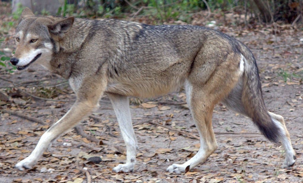 A red wolf with a gray and reddish-brown coat walking across dirt.