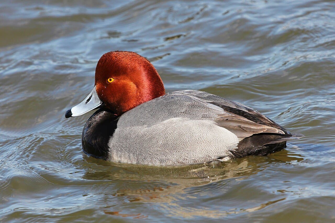 A male redhead duck with a reddish head swimming.