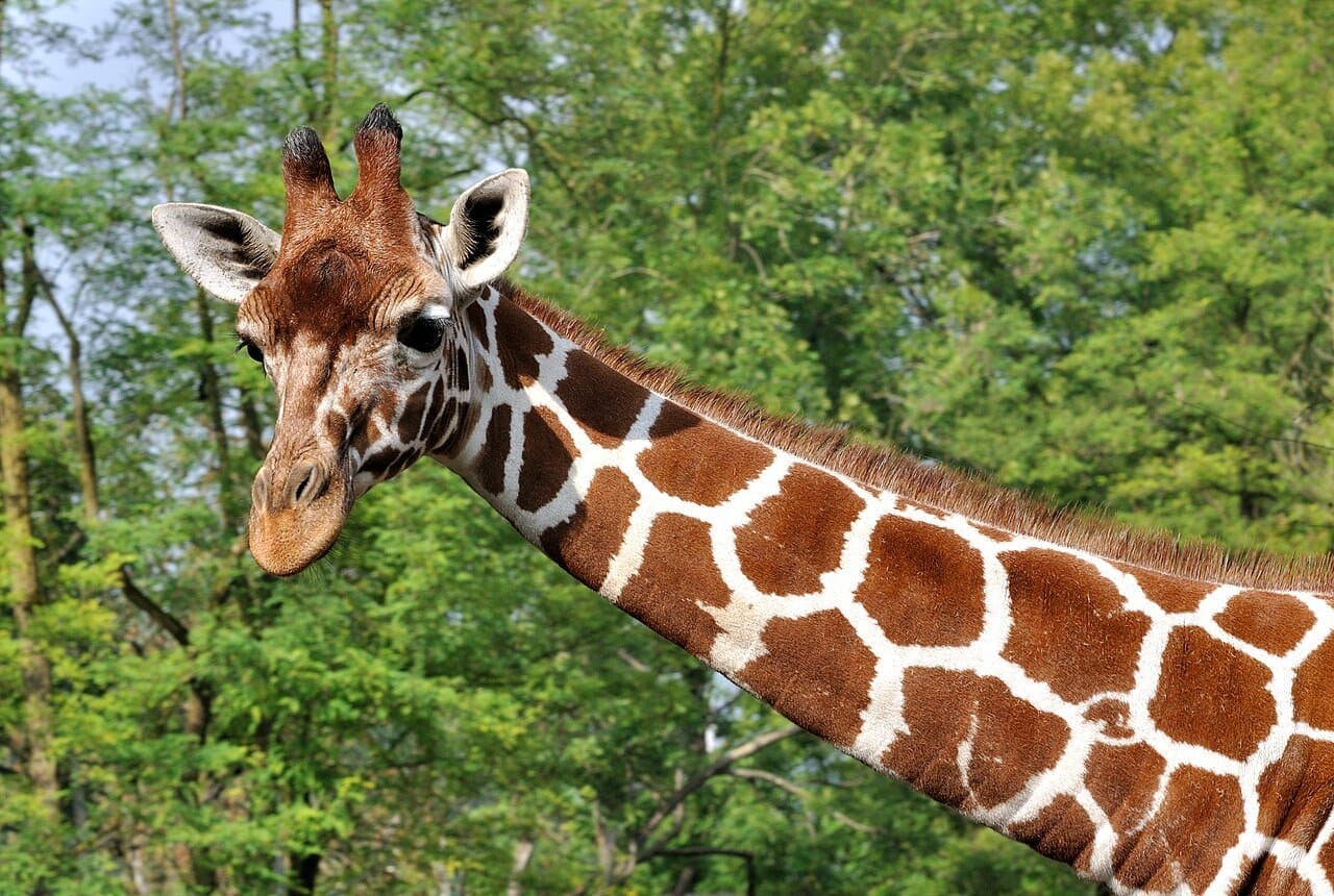 A reticulated giraffe's head and neck, showing orange-brown patches outlined by white lines.