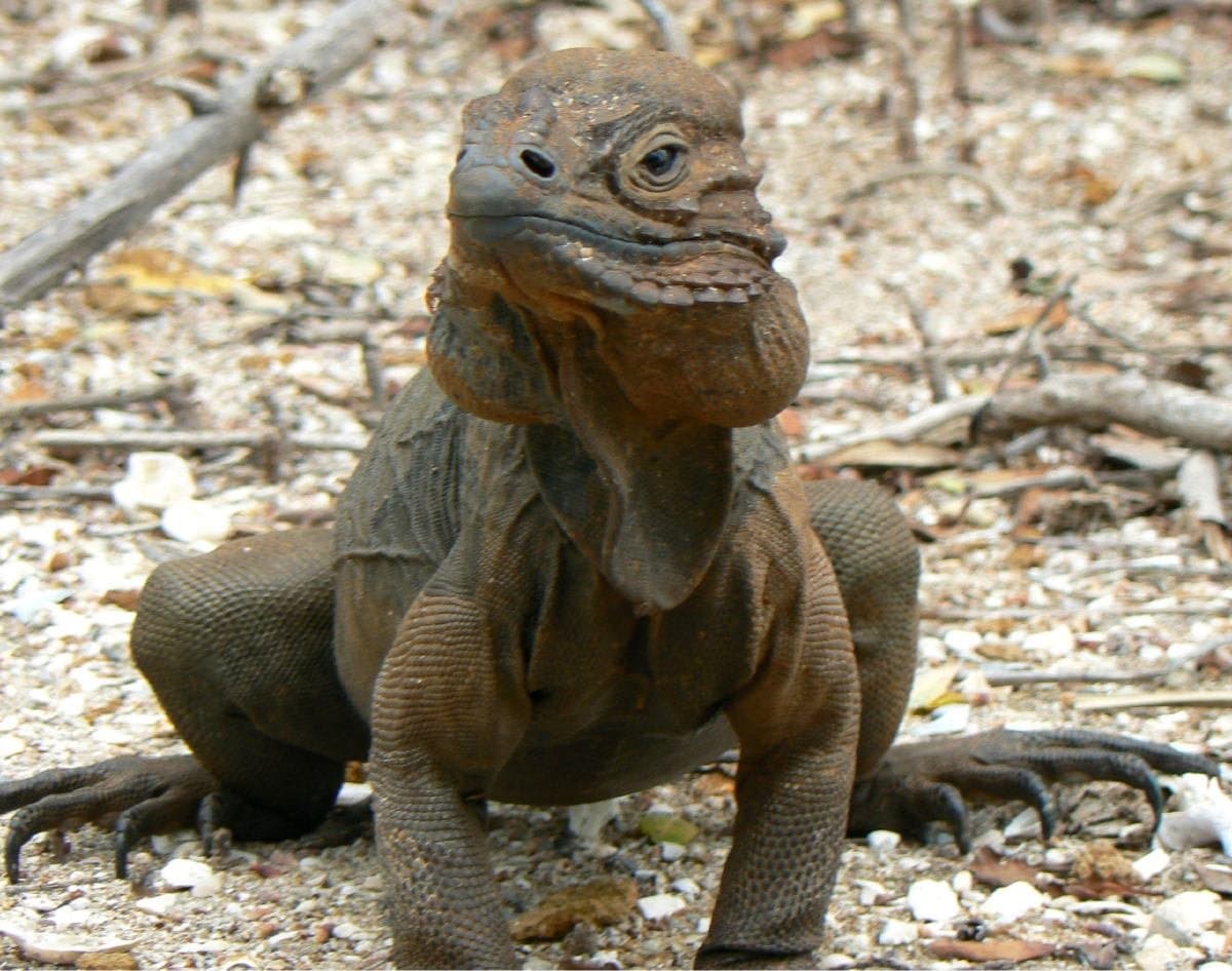 A gray rhinoceros iguana with horn-like bumps on its snout standing on rocky ground.