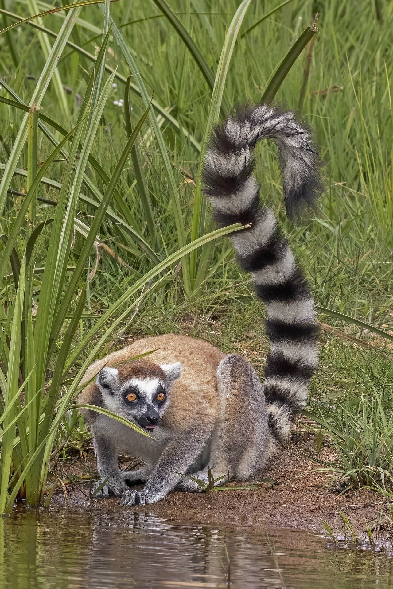 A ring-tailed lemur drinking from a pond with its black-and-white striped tail raised.