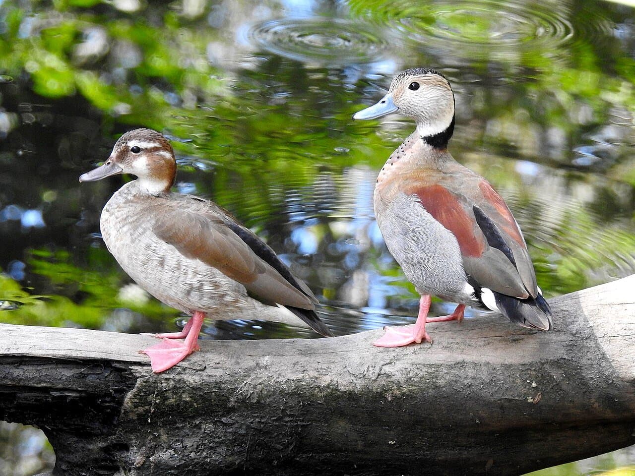 A pair of ringed teals standing on a log above the water.