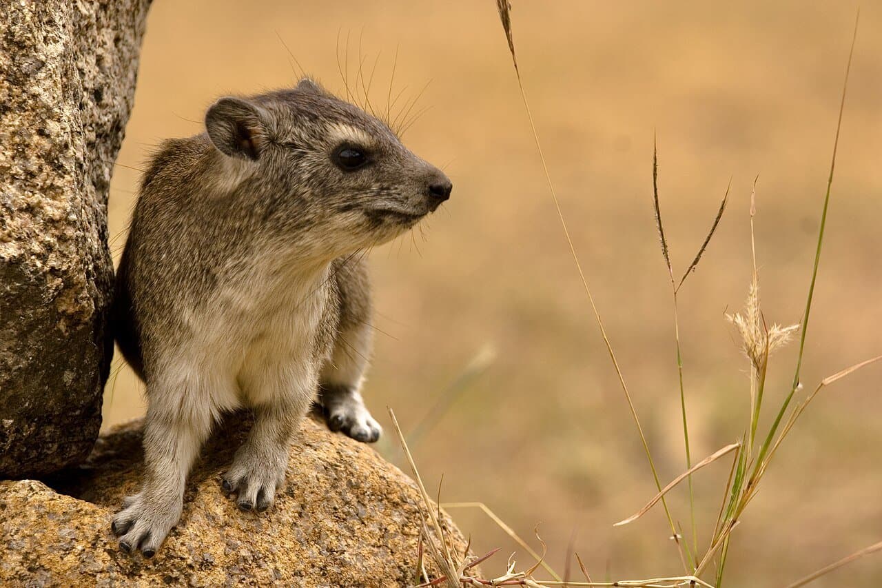 A brown rock hyrax standing on a rock.