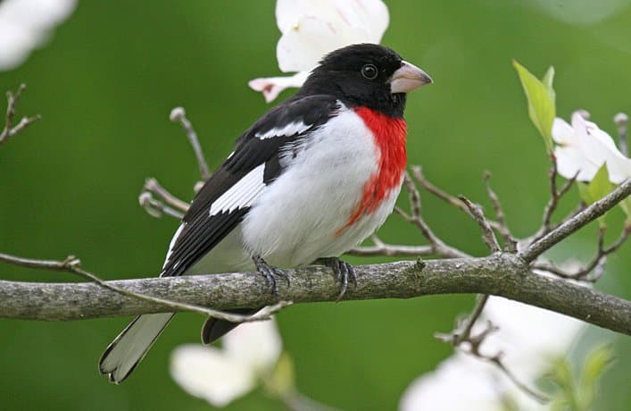 A black-and-white male rose-breasted grosbeak with a red chest patch.
