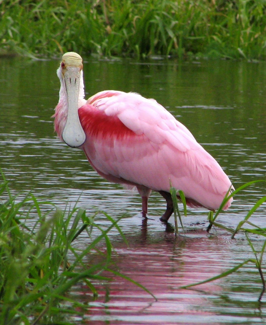 A pink roseate spoonbill with a spoon-shaped bill wading in water.