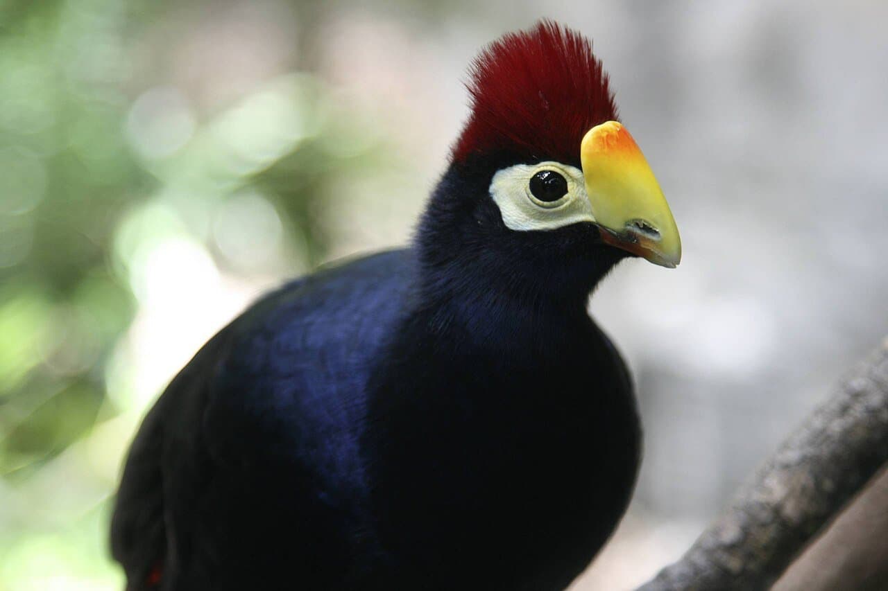 A Ross's turaco with violet-blue feathers, a yellow bill and a red crest.
