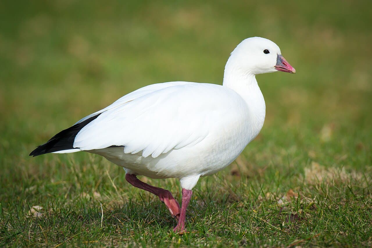A white Ross's goose with black wingtips standing on grass.