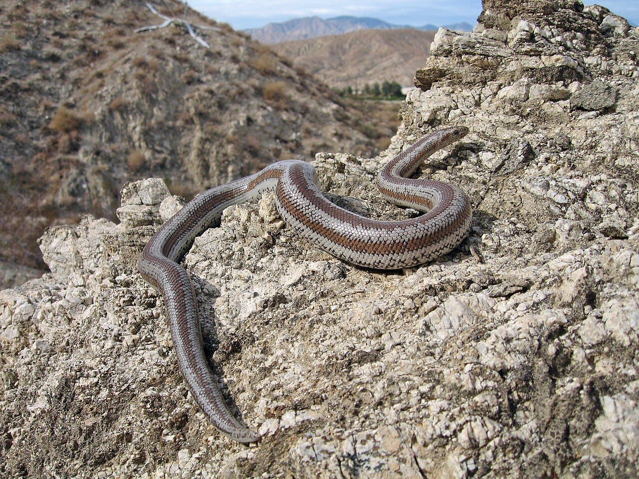 A striped rosy boa stretched over rocks in the desert.