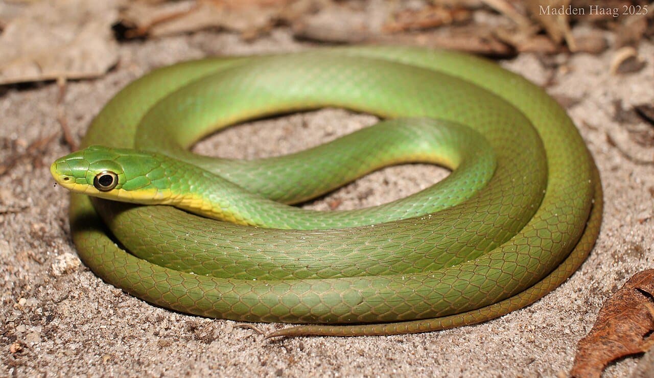 A slender rough green snake coiled on the ground.