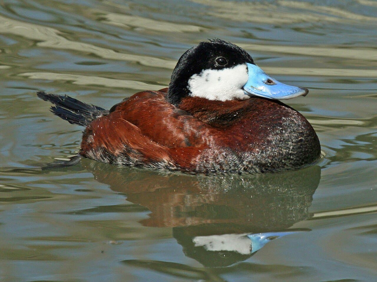 A male ruddy duck with a bright blue bill and white cheeks swimming.
