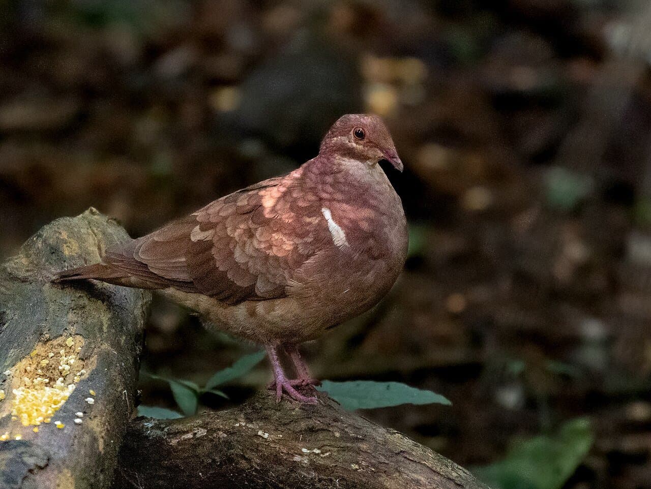 A reddish-brown ruddy quail-dove standing on a log.