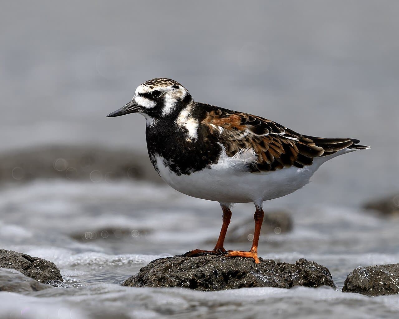 A ruddy turnstone with orange legs standing on a rock by water.