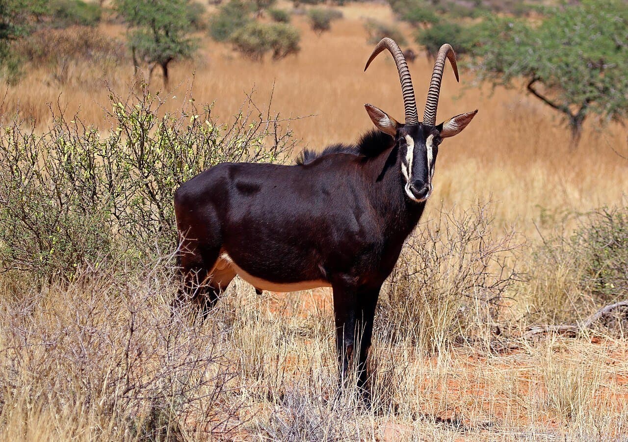 A black male sable antelope with long curved horns standing in dry grass.