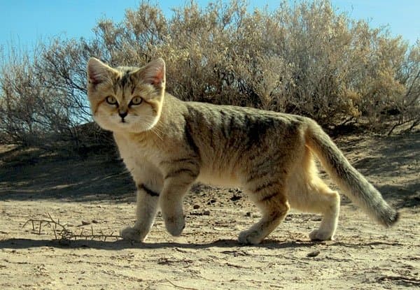 A sandy-colored sand cat walking across a desert.