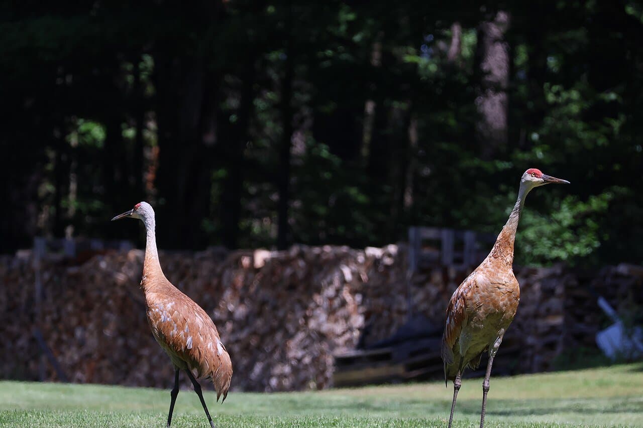Two gray sandhill cranes with red foreheads standing on a lawn.