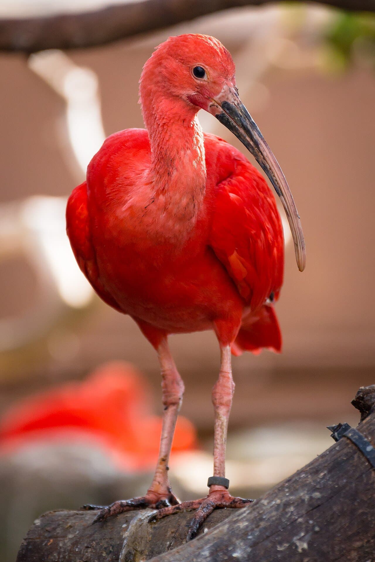 A bright red scarlet ibis with a long curved bill standing on a log.