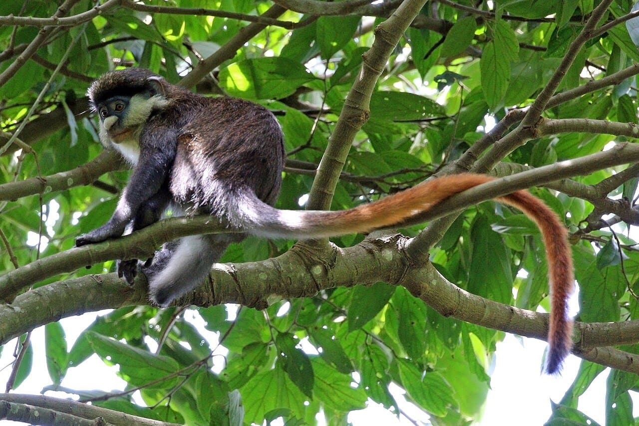 A Schmidt's guenon with a white nose and a long reddish tail sitting in a leafy tree.