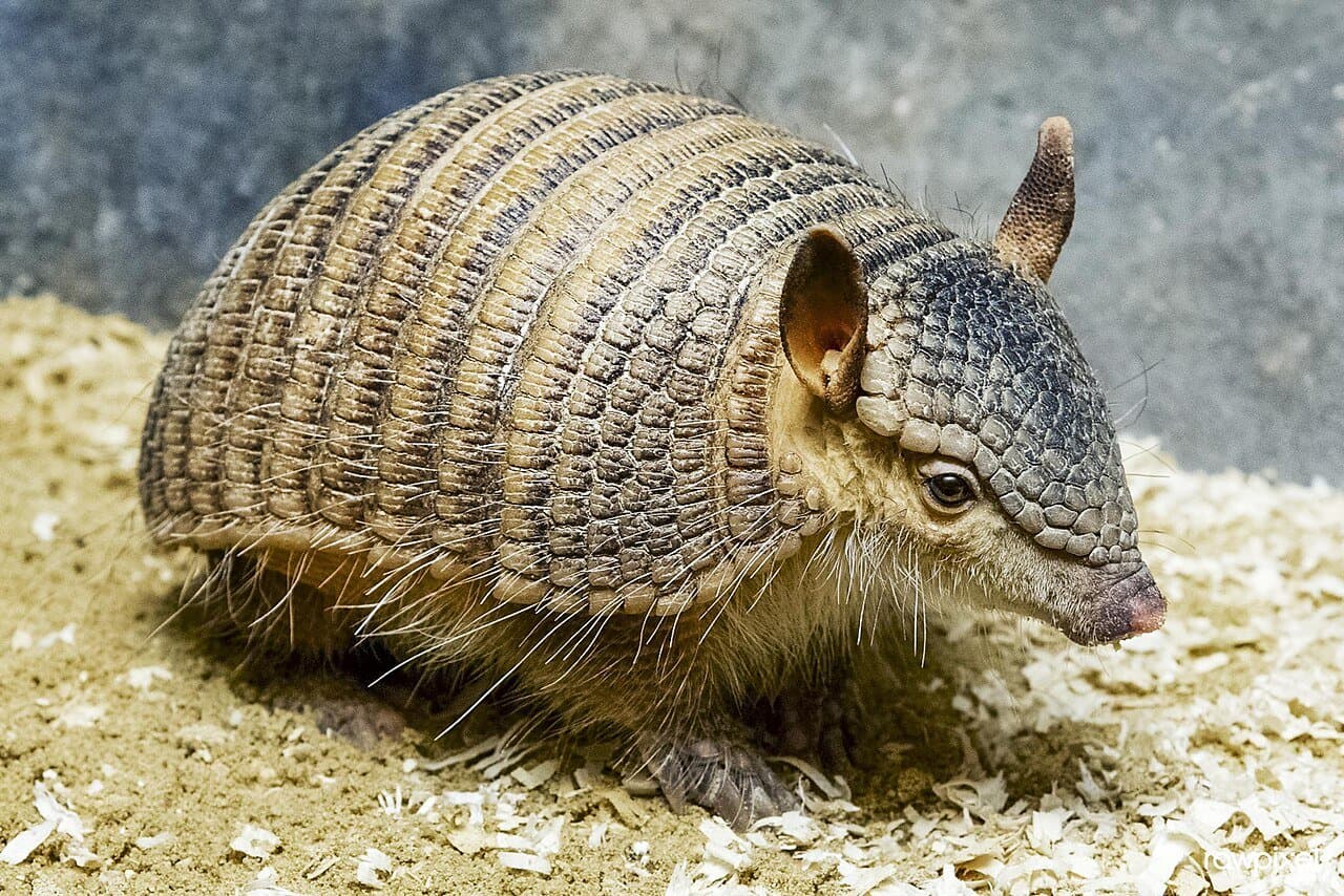 A screaming hairy armadillo with banded armor and long hairs on wood shavings.