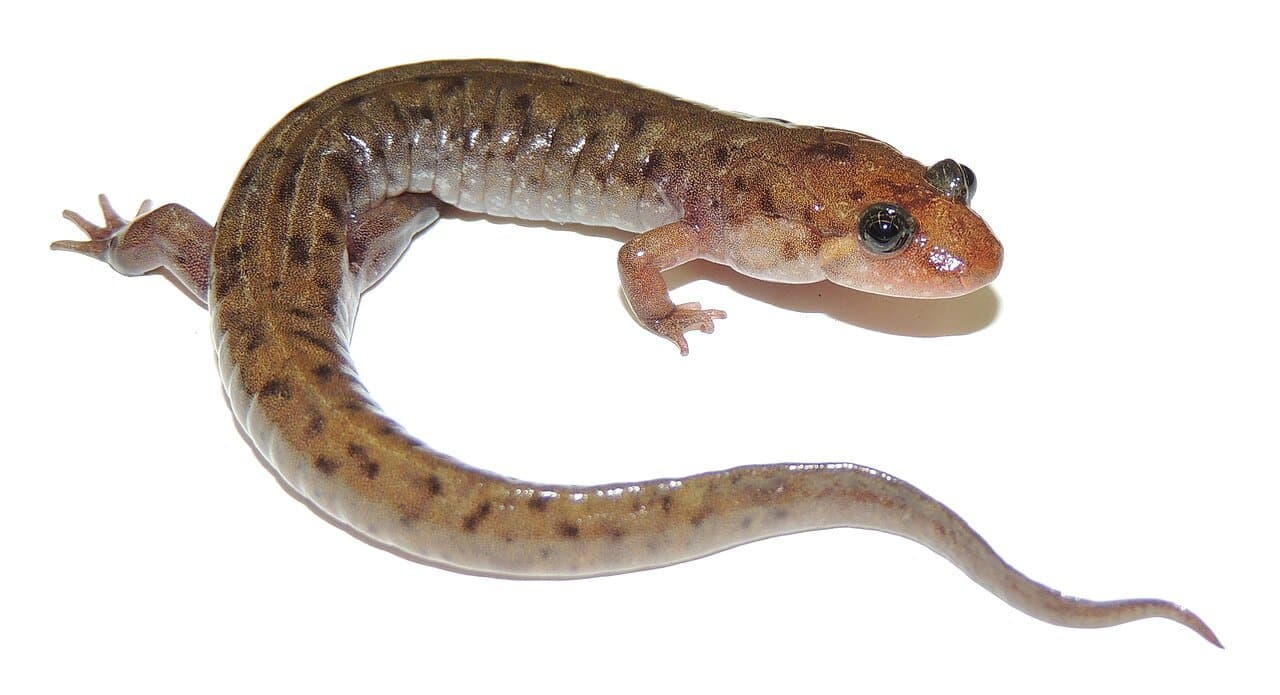 A brown seal salamander photographed on a white background.