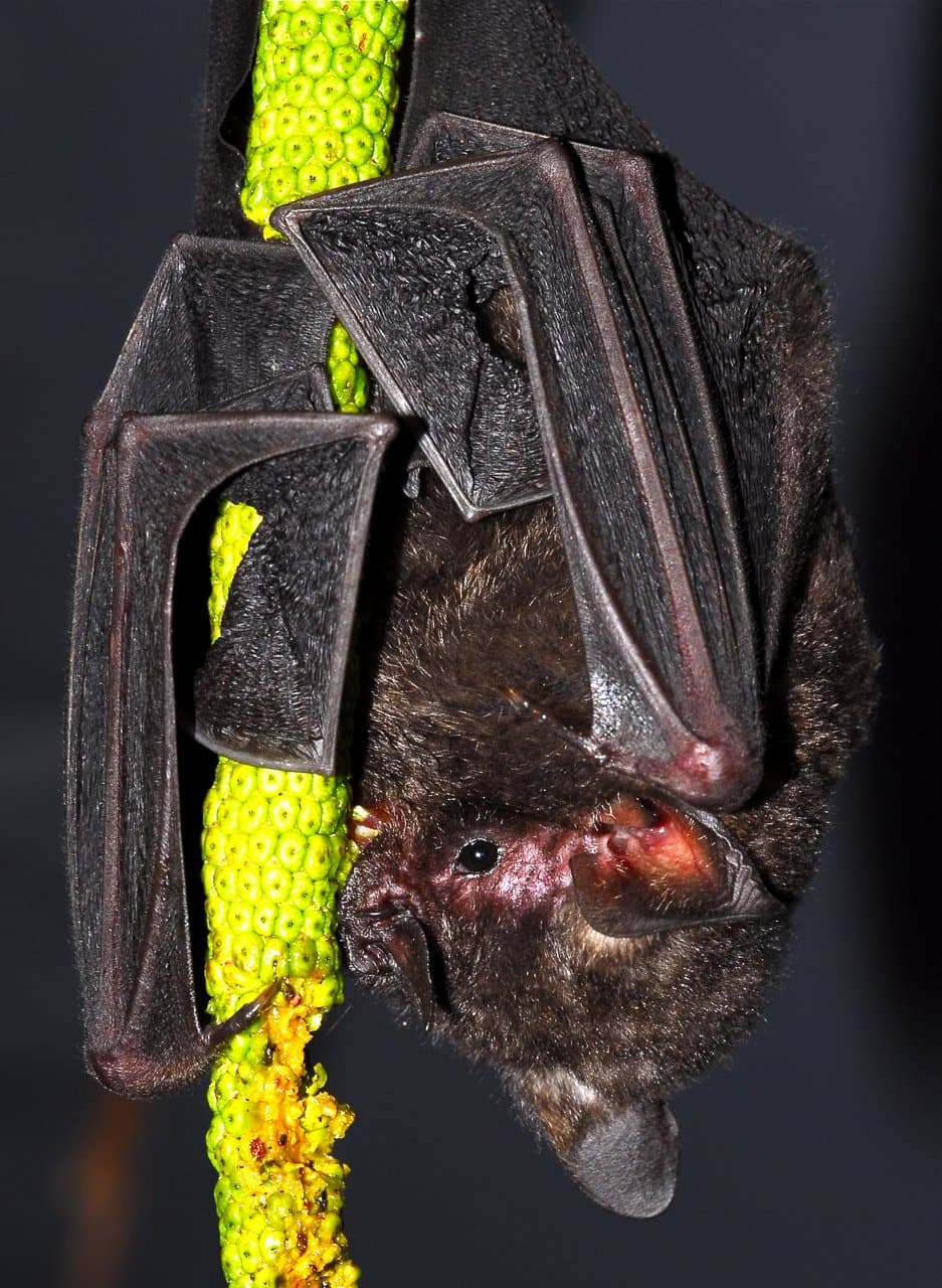 A brown Seba's short-tailed bat hanging upside down holding a long fruit.