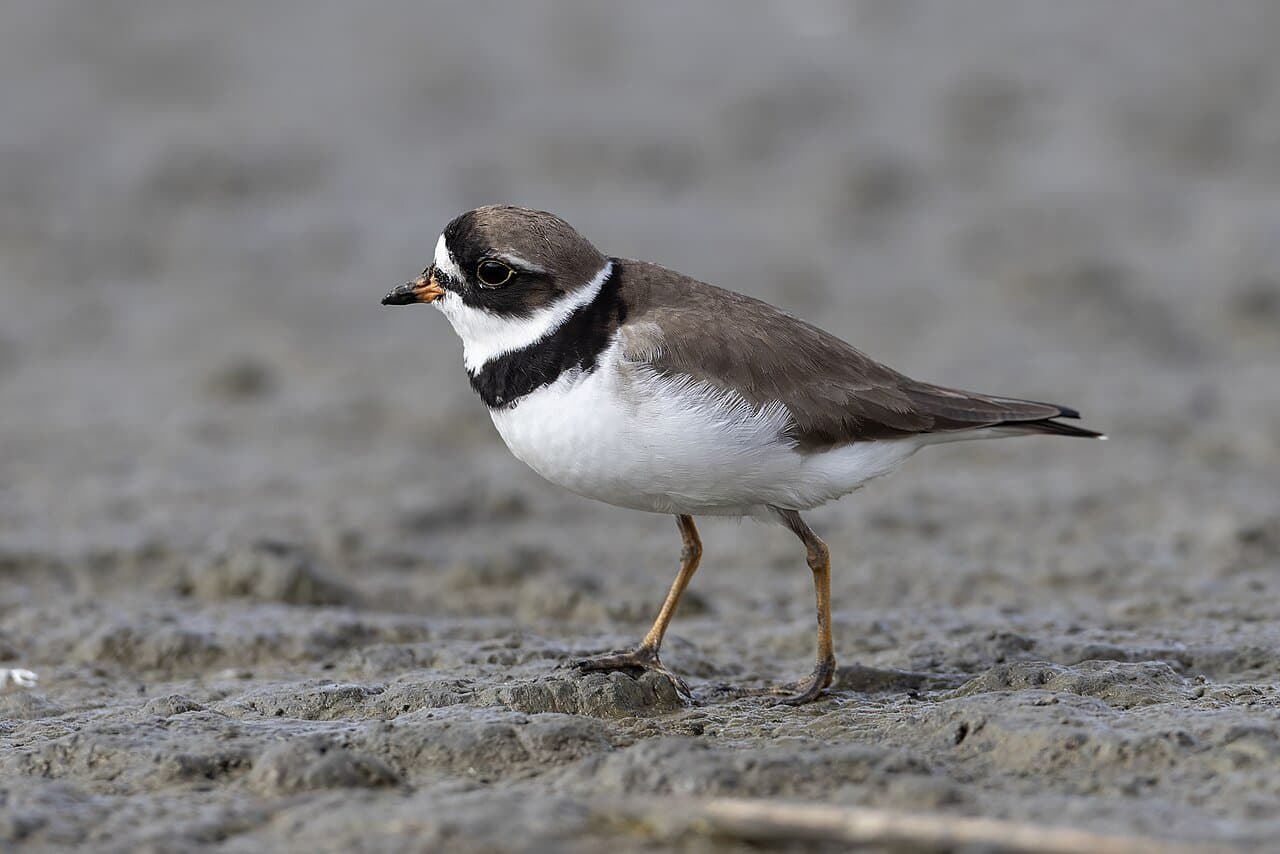 A semipalmated plover with a black breast band on a mudflat.